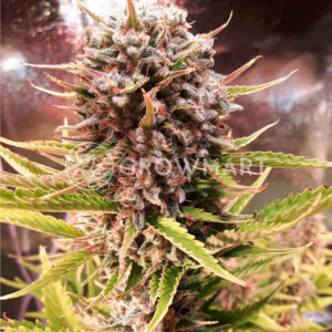 Zkittlez_Auto_Autoflowering_semínka_konopí