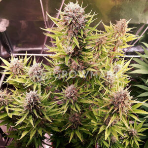 Zkittlez_Auto_Autoflowering_semínka_konopí