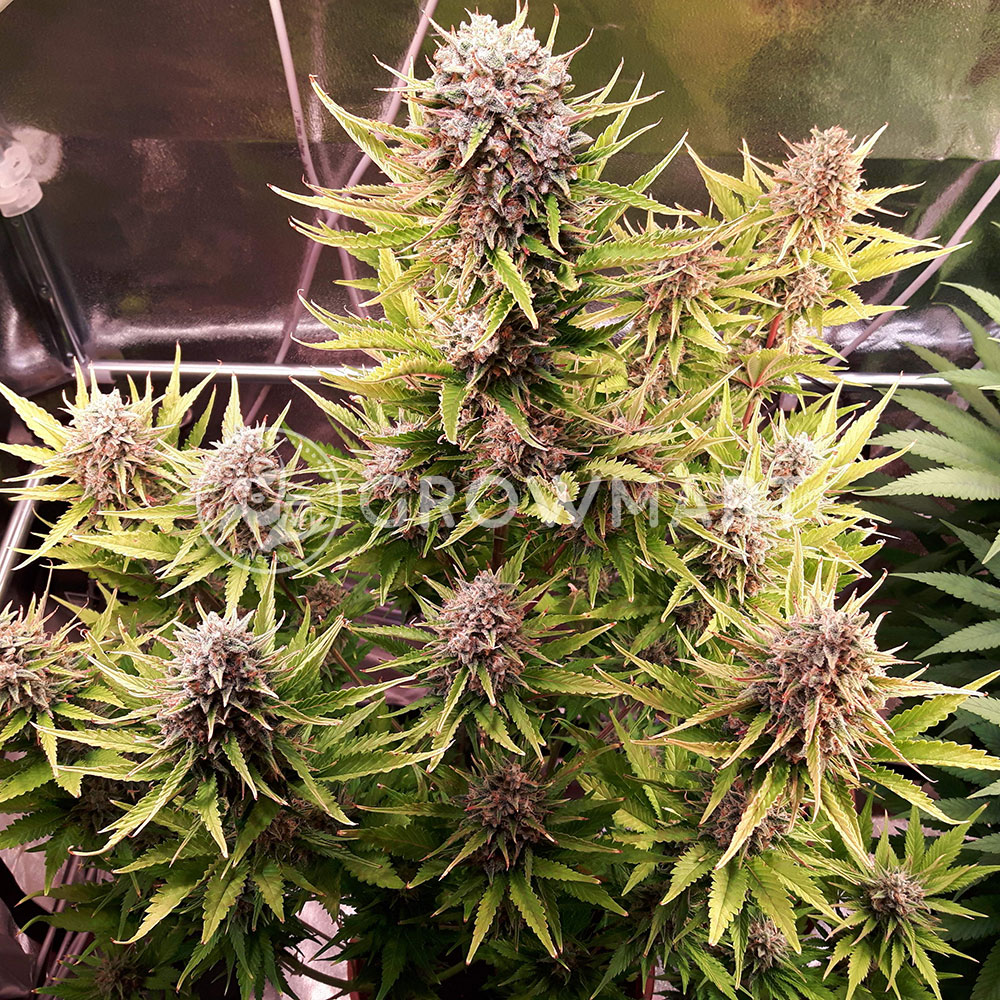 Zkittlez_Auto_Autoflowering_semínka_konopí