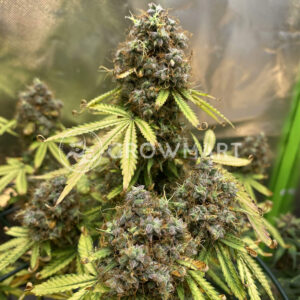 Zkittlez_OG_Auto_Autoflowering_semínka_konopí