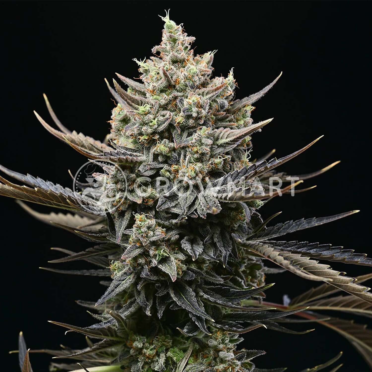 Cookies Cannabis - Corn Syrup | Feminized hemp seeds