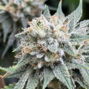Cookies Cannabis - Corn Syrup | Feminized hemp seeds - Image 4