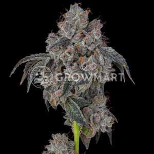 Cookies Cannabis - Blueberry Cherries | Feminized Cannabis Seeds - Image 2