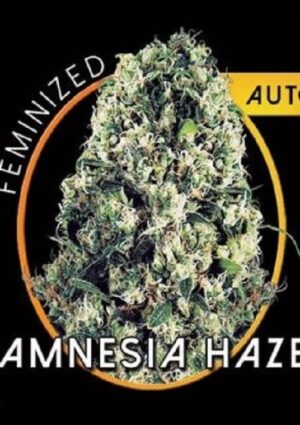 growmart-amnesia-haze