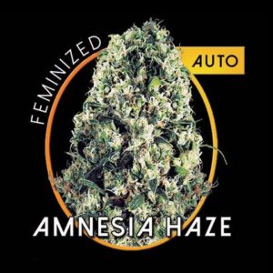 growmart-amnesia-haze