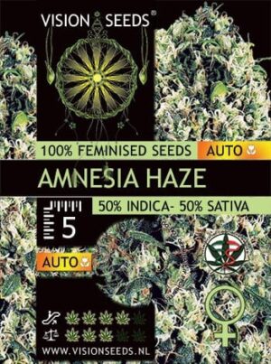 Vision Seeds - AMNESIA HAZE AUTO | Autoflowering cannabis seeds - Image 6