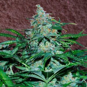 World of Seeds - AMNESIA RYDER | Autoflowering cannabis seeds - Image 6