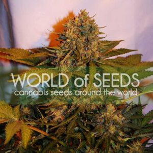 World of Seeds - AMNESIA RYDER | Autoflowering cannabis seeds - Image 10