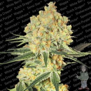 Paradise Seeds - WAPPA | Feminized cannabis seeds - Image 7