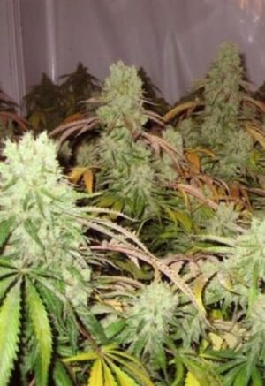 Paradise Seeds - AUTOMARIA II | Autoflowering cannabis seeds - Image 5