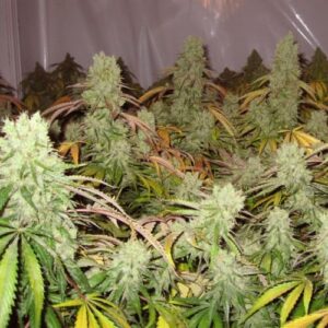 Paradise Seeds - AUTOMARIA II | Autoflowering cannabis seeds - Image 7