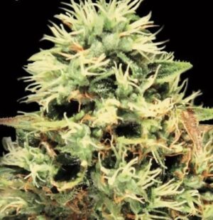 Green House Seed - SUPER BUD | Feminized cannabis seeds - Image 9