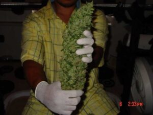 Sensi seeds Big Bud