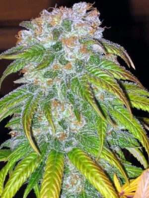 Sensi seeds Big Bud