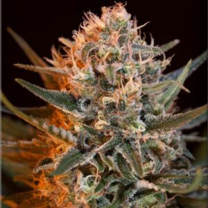 black-jack-fast-version-feminizovana-semena-5-ks-sweet-seeds-growshop-growmart