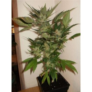 Sweet Seeds® - Black Jack ® | Feminized Cannabis Seeds - Image 7