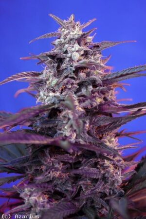 bloody-skunk-sweet-seeds-growshop-growmart