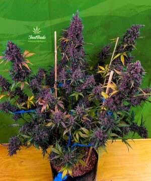 bombastická konopná semínka LSD-25