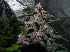 bombastická konopná semínka LSD-25