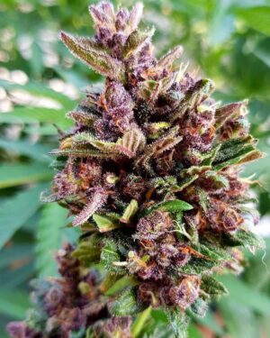 bombastická konopná semínka LSD-25