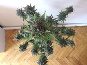 bombastická konopná semínka LSD-25