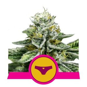 Božská semena marihuany - Sherbet Queen