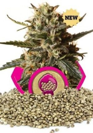 bubblegum-xl-growmart
