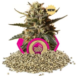 bubblegum-xl-growmart