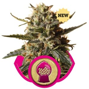 bubblegum-xl-growmart-semena