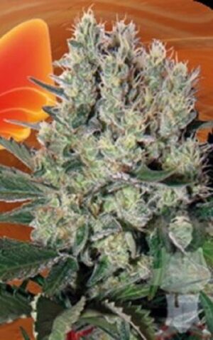 buddha-syrup-autoflowering-feminised-seeds