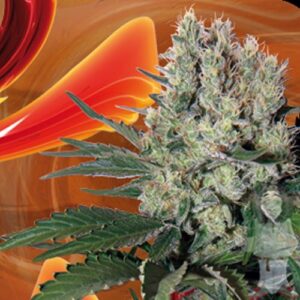 buddha-syrup-autoflowering-feminised-seeds