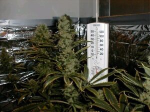 Sensi Seeds - American Dream Regular | Regular Cannabis Seeds - Image 6