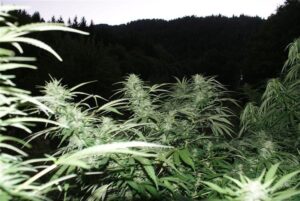 Dutch Passion - PAMIR GOLD® | Feminized Hemp Seeds - Image 5