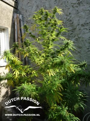 Dutch Passion - PAMIR GOLD® | Feminized Hemp Seeds - Image 6