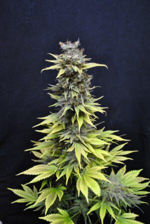 CBD Crew - Nordle | Feminized hemp seeds - Image 5