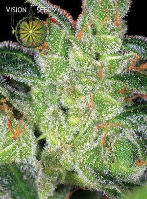 growmart-cheese-vision-seeds
