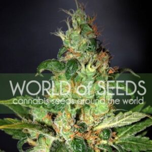 CHRONIC HAZE seminka 2