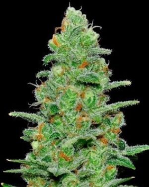 CRAZY MISS HYDE AUTO seminka 1