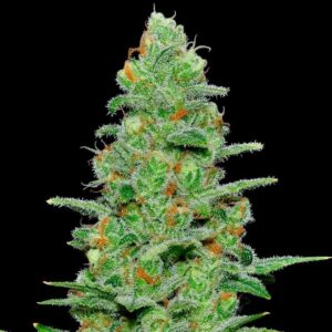 CRAZY MISS HYDE AUTO seminka 1