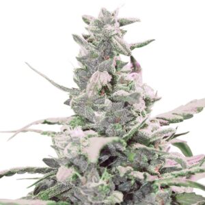 Royal Queen Seeds - ROYAL CREAMATIC | Autoflowering cannabis seeds - Image 12