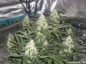 Royal Queen Seeds - ROYAL CREAMATIC | Autoflowering cannabis seeds - Image 6