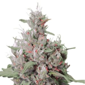 Royal Queen Seeds - ROYAL CREAMATIC | Autoflowering cannabis seeds - Image 8
