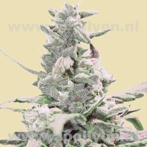 Royal Queen Seeds - ROYAL CREAMATIC | Autoflowering cannabis seeds - Image 9