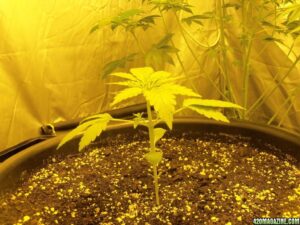 Royal Queen Seeds - ROYAL CREAMATIC | Autoflowering cannabis seeds - Image 10