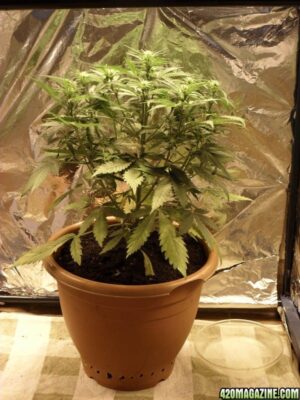 Royal Queen Seeds - ROYAL CREAMATIC | Autoflowering cannabis seeds - Image 11