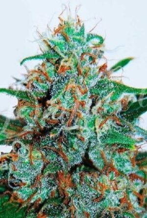 CRITICAL NEVILLE HAZE AUTO seminka 1