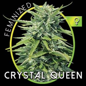 Vision Seeds - CRYSTAL QUEEN | Feminized cannabis seeds - Image 7
