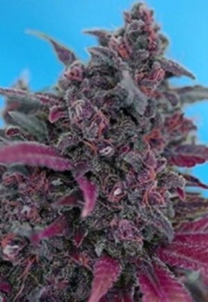 Sweet Seeds® - Dark Devil Auto ® | Autoflowering cannabis seeds - Image 5