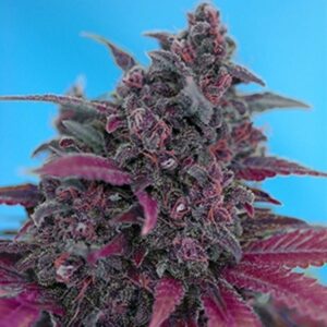Sweet Seeds® - Dark Devil Auto ® | Autoflowering cannabis seeds - Image 9