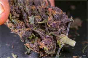 Sweet Seeds® - Dark Devil Auto ® | Autoflowering cannabis seeds - Image 8
